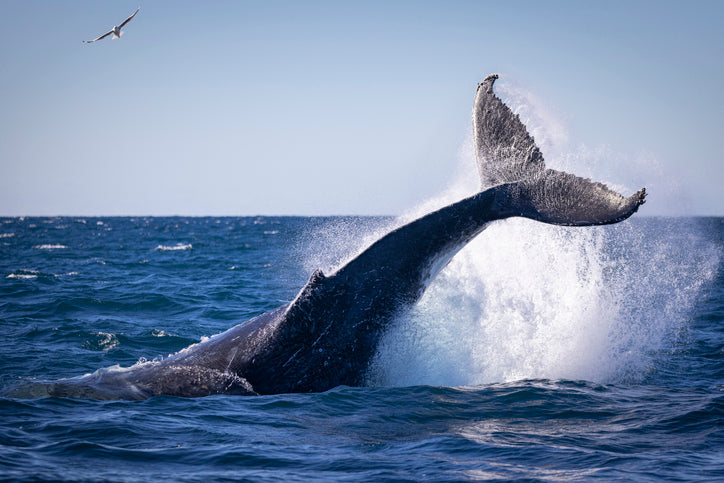 "Whale watching in Australia, captured by photographer Mark Wong, showcasing a majestic whale breaching the ocean surface against a stunning sea backdrop."